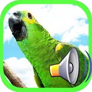 call Bird