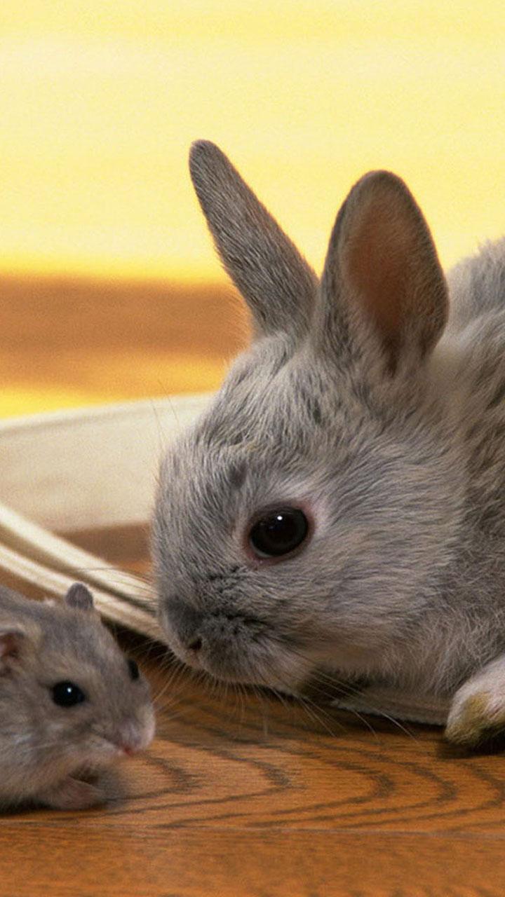 Android 用の ウサギのライブ壁紙 Apk をダウンロード