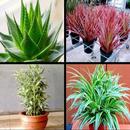 Variété de plantes APK