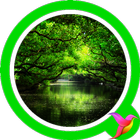 Rainforest Sounds icon