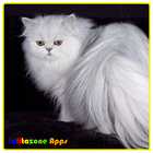 Rare Cat icon