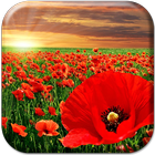 Red Poppy Live Wallpaper icon