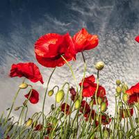 Red Poppy Live Wallpaper screenshot 3