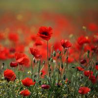 Red Poppy Live Wallpaper poster