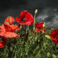 Red Poppy Live Wallpaper screenshot 1