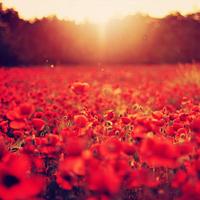 Red Poppy Live Wallpaper screenshot 2