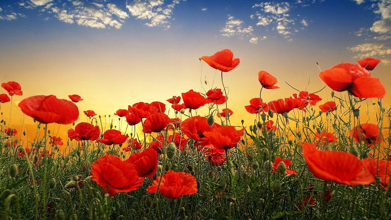 Red Poppy Live Wallpaper APK for Android Download