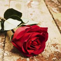 Red Rose Live Wallpaper اسکرین شاٹ 1