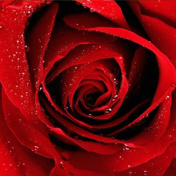 Wallpaper Bunga Mawar Merah<br/>
