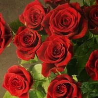 Red Rose Live Wallpaper اسکرین شاٹ 3