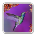 Colibri Bird LWP