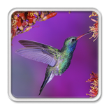 Colibri Bird LWP