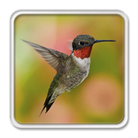 Humming Bird LWP