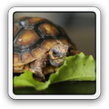 La tortuga Come fondo de LWP