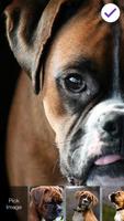 Boxer Puppy Little Pretty Dog Lock Screen poster
