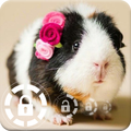 Guinea Pig Animal Home Wallpaper App Lock