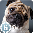 Pug Favorite Little Puppy Lock Screen آئیکن