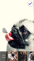 Pug Favorite Little Puppy Lock Screen 截圖 2