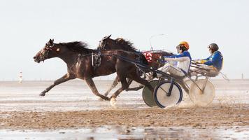 Horse Racing. Sport Wallpapers screenshot 3