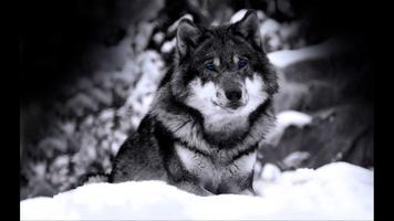 1 Schermata Wolf. Top Rated Wallpapers