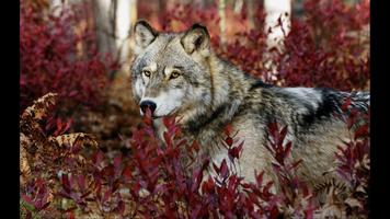 2 Schermata Wolf. Top Rated Wallpapers