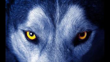 Wolf. Top Rated Wallpapers screenshot 3