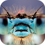 Dragonfly. Top Rated Wallpaper