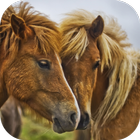 Horses. Animal Wallpapers-icoon