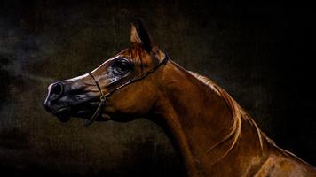 Horses. Animal Wallpapers ポスター
