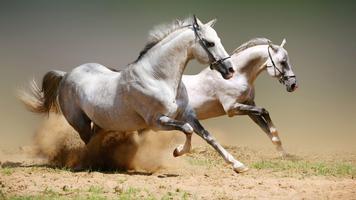 Horses. Animal Wallpapers capture d'écran 2