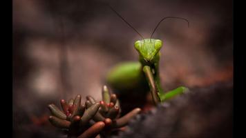 Mantis. Animal Wallpapers capture d'écran 1