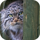 Pallas Cat. Animal Wallpaper icon