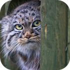 Pallas Cat. Animal Wallpaper 圖標