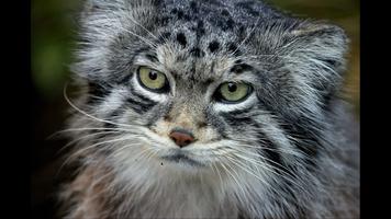 Pallas Cat. Animal Wallpaper Affiche