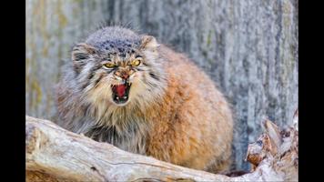 Pallas Cat. Animal Wallpaper screenshot 1