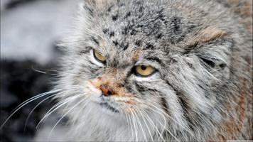 Pallas Cat. Animal Wallpaper Ekran Görüntüsü 3