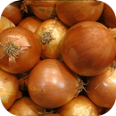 Onion. Nature Wallpapers APK