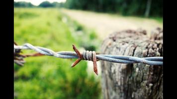 Barbed Wire Wallpaper Affiche