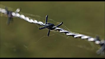 Barbed Wire Wallpaper capture d'écran 1