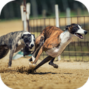 Dogs Race Wallpapers APK