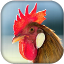 Rooster Sounds APK