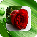 Rose Flower Photo Frames APK