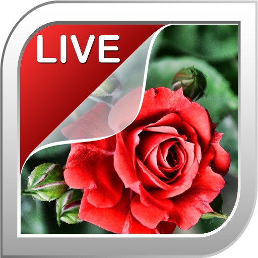 Rose Live Wallpaper
