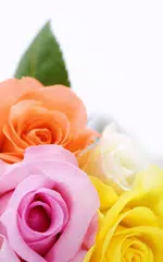 Rose Hintergrund APK Herunterladen