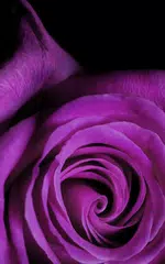 Rose Hintergrund APK Herunterladen