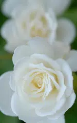 Rose Hintergrund APK Herunterladen