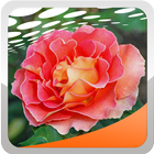 Rose Wallpapers আইকন