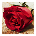Roses Live Wallpaper