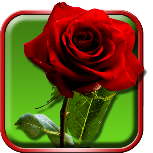 Roses Live Wallpaper