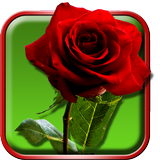 Roses Fond Animé icône